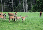 Parc National de Killarney (66)